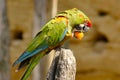 Perched green Macaw Parrot Eating