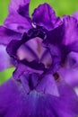 Just a Peek Inside a Perky Purple Iris