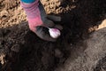 Close up view of person hand planting overwinter garlic Allium sativum in to black soil in autumn. Royalty Free Stock Photo