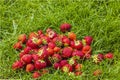 Close up view of picked red strawberry lying on green lawn in garden. Royalty Free Stock Photo