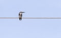 Close-up view of a Pied Kingfisher looking to the side while perching on the wire Royalty Free Stock Photo