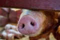 Close-up view of a pig snout sneaking from underneath the wooden fence in the barn Royalty Free Stock Photo