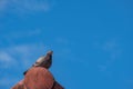 Close up view of pigeon on the end ridge of the roof