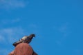 Close up view of pigeon on the end ridge of the roof