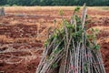 Close-up view of the pile of cassava stems reveals a tangled and fibrous mass, remnants of a bountiful harvest