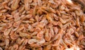 Close-up view of a pile of fresh little shripms. Royalty Free Stock Photo