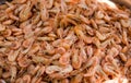 Close-up view of a pile of fresh little shripms. Royalty Free Stock Photo