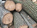 A close-up view of a pile of freshly cut logs, showing the rough, textured bark on the sides and the smooth,. Royalty Free Stock Photo