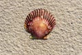 Close up view of a pilgrim scallop shell on a golden bright sandy beach with copy space Royalty Free Stock Photo