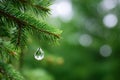 Close-up view of a pine branch with a crystal drop hanging Royalty Free Stock Photo