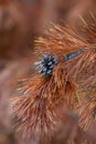 Close up view of Pine cone on dry fir tree branch Royalty Free Stock Photo