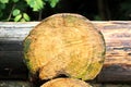 A close-up view of pine logs stacked horizontally and the structure of a tree cut with concentric rings. Royalty Free Stock Photo