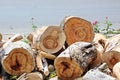 A close-up view of pine logs stacked horizontally and the structure of a tree cut with concentric rings. Royalty Free Stock Photo