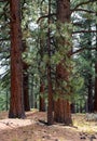 Close-up view of pine trees in Davis Creek park near Reno, Nevada.