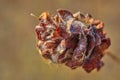 Macro Pinecone In The Spring Royalty Free Stock Photo