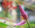 Close up view of pink Banana flower bloom Royalty Free Stock Photo