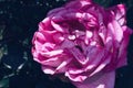 Close up view of pink blooming rose on dark green background