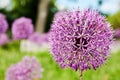 Close-up view of pink blossom echinops flower bud Royalty Free Stock Photo