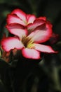 close up view of pink color adenium or desert rose flowers, blooming in the garden in springtime Royalty Free Stock Photo