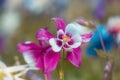 Close up view of pink Columbine flower mostly grows in Colorado rocky mountains Royalty Free Stock Photo