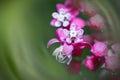 Close up view of pink Common Milkweed flowers with shallow depth of field Royalty Free Stock Photo