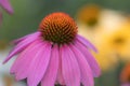 Close-up view at a pink coneflower (echinacea) in full bloom Royalty Free Stock Photo