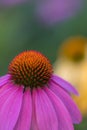 Close-up view at a pink coneflower (echinacea) in full bloom Royalty Free Stock Photo