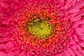 Close up view of pink daisy Royalty Free Stock Photo