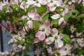 A close-up view of pink dogwood flowers, Cornus florida rubra Royalty Free Stock Photo