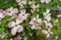 A close-up view of pink dogwood flowers, Cornus florida rubra Royalty Free Stock Photo