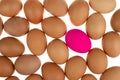 pink easter egg chicken surrounded by nature fresh eggs on white background Royalty Free Stock Photo