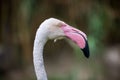 Close-up view of a pink flamingo, showing off its pink feathers Royalty Free Stock Photo