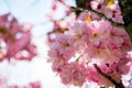 close up view of pink flowers on branches of cherry
