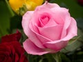 Close-up view of a Pink Hybrid T Rose Royalty Free Stock Photo