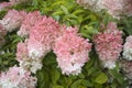 Close up view of pink hydrangea flower bloom Royalty Free Stock Photo