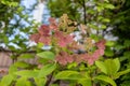 Close-up view - pink hydrangea flowers in full bloom - surrounded by lush green leaves Royalty Free Stock Photo
