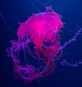 Close-up view of a Pink jellyfish