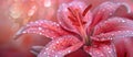 Pink Lily With Water Droplets