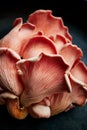 Close up view of pink oyster mushrooms Pleurotus djamor on a black background. Royalty Free Stock Photo