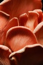 Close up view of pink oyster mushrooms Pleurotus djamor on a black background. Royalty Free Stock Photo