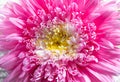 Close up view of pink powder puff aster or Callistephus Chinensis Powder Puff dabble layer petals.