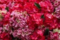 Close up view of pink and red Hydrangea flowers Royalty Free Stock Photo