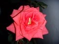 Close up of pink rose flowers Royalty Free Stock Photo