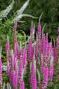 Close up view of pink spike speedwell flowers