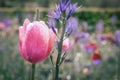 Close up view of pink, tulip flower Royalty Free Stock Photo