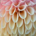 Close up view of pink and yellow Dahlia flower details for background Royalty Free Stock Photo