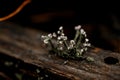 Close-up view of plant growing on wooden branch in the forest