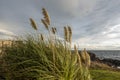 Close up view of plant reeds blowing in the wind at sunset on San Juan Island