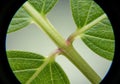 Close-up view of a plant stem and leaves through a microscope Royalty Free Stock Photo