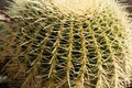 A close up view of plant with thorns or spikes